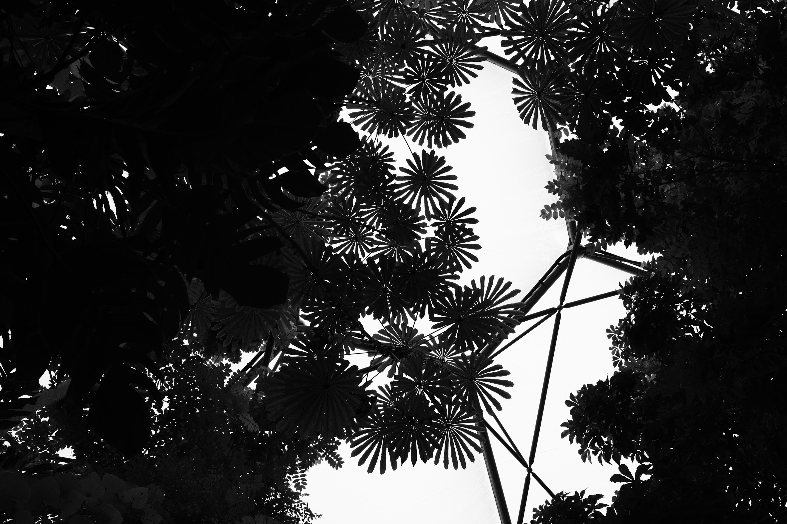 The Eden Project